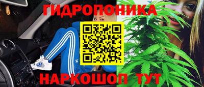 крисы Новодвинск